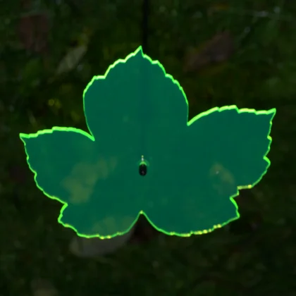Pflanzen